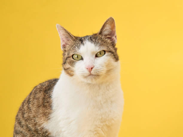 istock A poised tabby cat confidently gazes forward, set against a vivid yellow backdrop. The cat's striking green eyes captivate in the monochromatic setting 2155941261