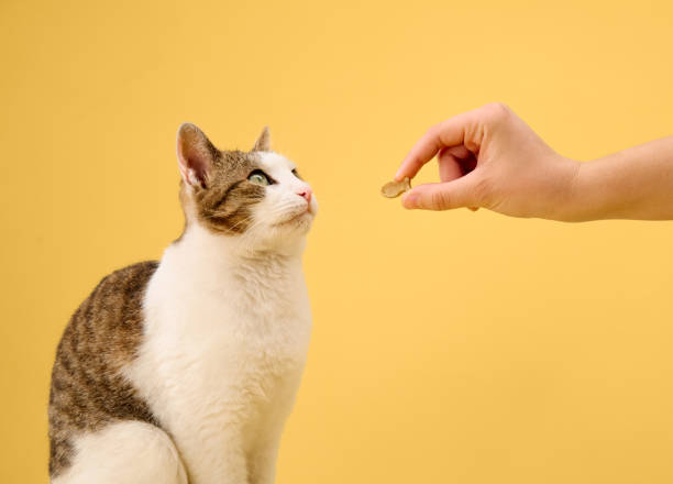 istock A discerning cat skeptically eyes a treat offered by a human hand 2155941266