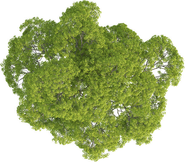 istock Top view of Red Hickory Tree - Carya Ovalis 2155941805