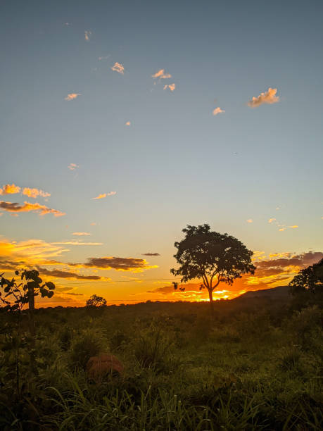 istock Landscape of a sunset in the forest 2155942299