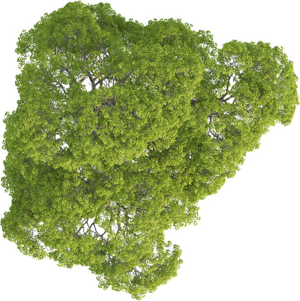 istock Top view of Red Hickory Tree - Carya Ovalis 2155942349