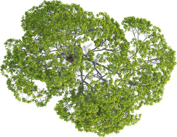 istock Top view of  Ash Tree - Fraxinus Caroliniana 2155942625