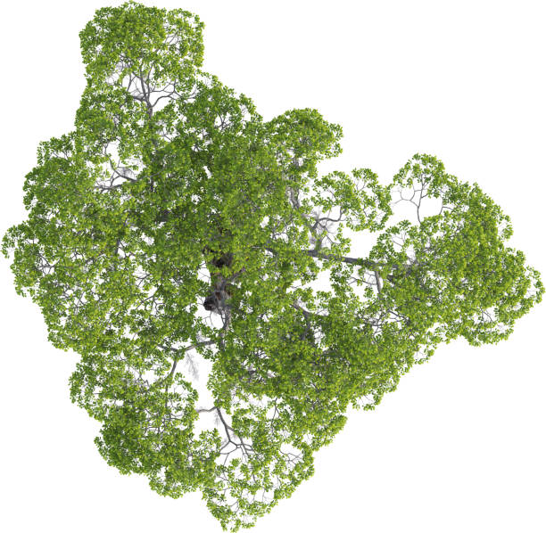istock Top view of  Ash Tree - Fraxinus Caroliniana 2155943145