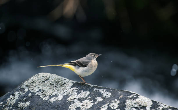 istock yellow wagtail on a stone in the river 2155943405