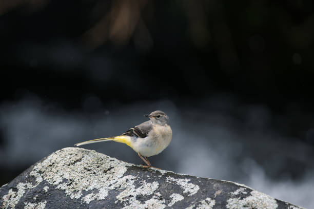 istock yellow wagtail on a stone in the river 2155943415