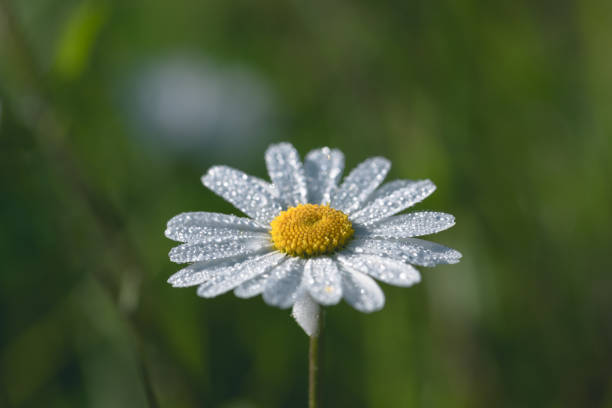 daisy flower in the meadow at sunset. Spring background.