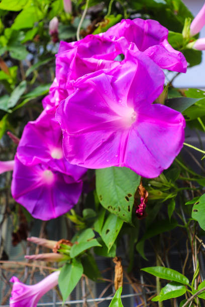Purple flower with delicate petals