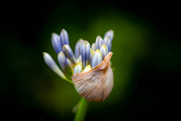 This is a not yet blossomed purple, white, and yellow Lily of the Nile in a South Carolina garden!