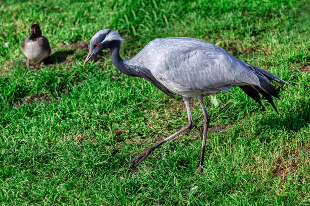 A gray crane and two ibises stand gracefully on a sandy coastal area with some greenery. The scene depicts harmony in nature, showcasing the unique characteristics and beauty of these bird species.