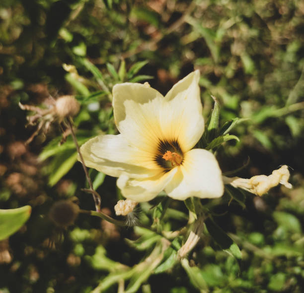 Delicate yellow flower in the forest