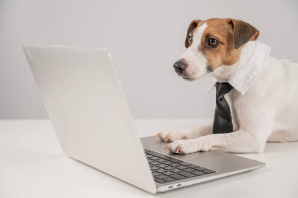 istock Jack Russell Terrier dog in a tie working on a laptop on a white background. 2155946583