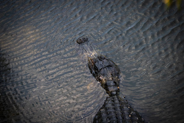 alligator nageant dans un marais en Floride