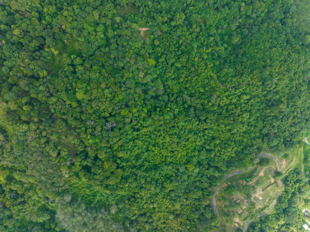 istock Aerial view Drone camera top view rainforest trees ecology with healthy environment concept and summer background 2155948813