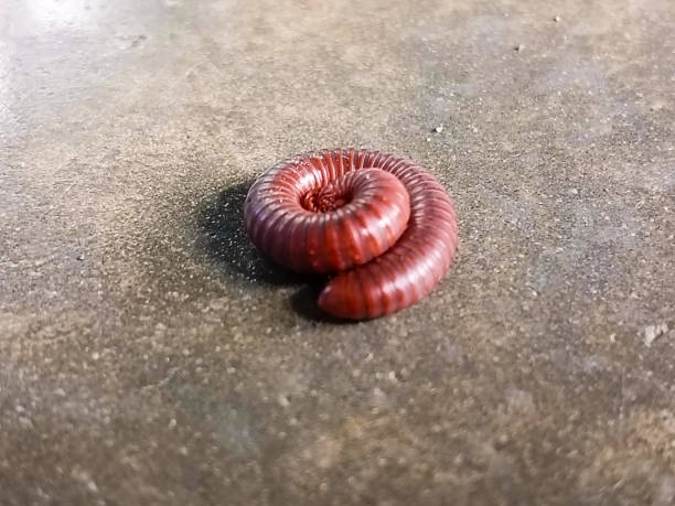 Trigoniulus corallinus or millipede crawling on the wall