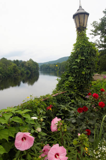 istock Flowers along the Connecticut River in Massachusetts 2155959650
