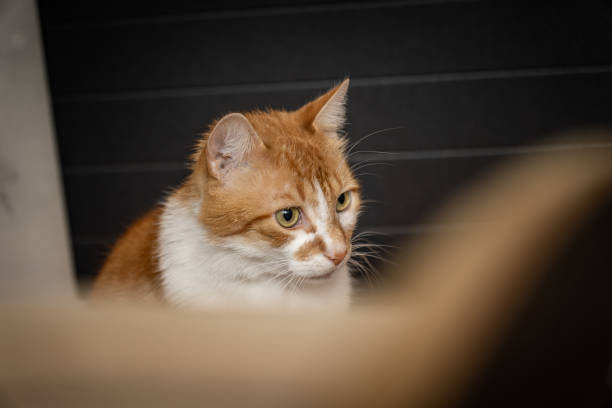 istock Orange And White Cat Sitting In Front Of A Black Wall 2155960460