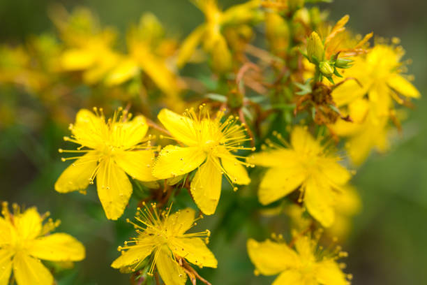 istock St John's wort,Hypericum perforatum yellow flowers closeup selective focus 2155961610
