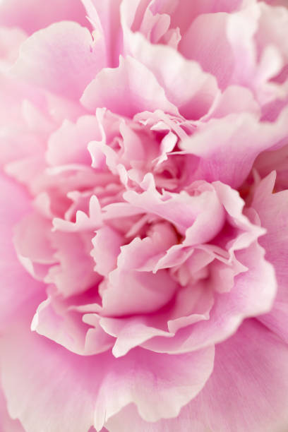 istock Close-Up of Soft Pink Peony Petals 2155964112