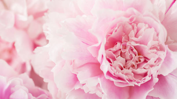 Close-Up of Soft Pink Peony Petals