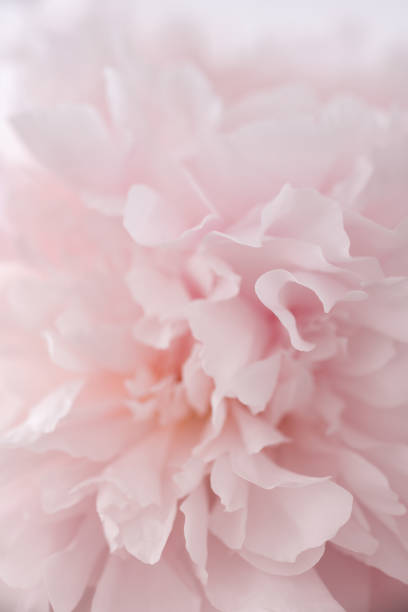 Abstract close-up of blush pink flower petals with a soft, dreamy texture background