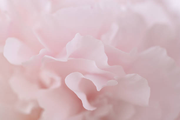 istock Soft Focus of Blush Pink Petals 2155964135