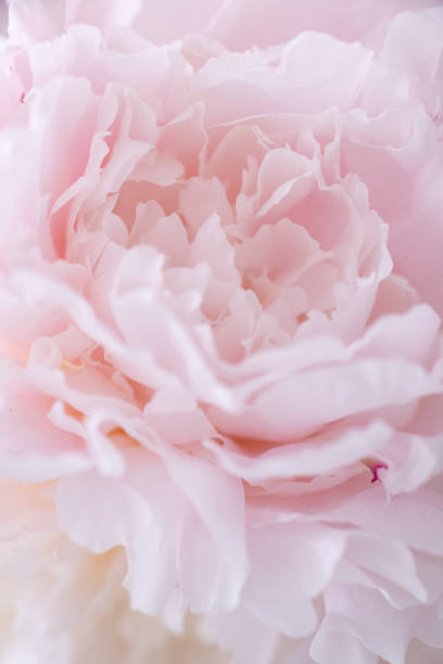 istock Soft Close-Up of Blush Pink Petals 2155964136