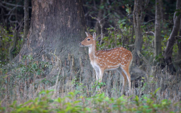 istock Spotted Deer in Sundarbans. 2155964259