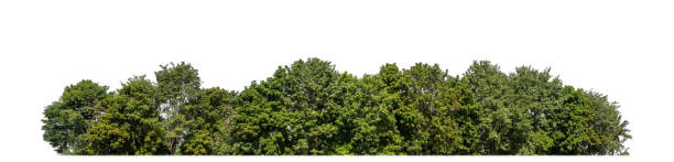 istock A group of rich green trees High resolution on white background. 2155964734