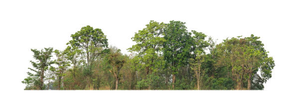 istock Green trees isolated on white background. are Forest and foliage in summer for both printing and web pages 2155964826
