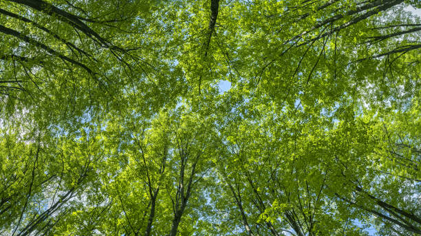 istock summer green tree tops panorama. bottom view. wide angle background. 2155964868
