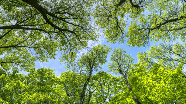 istock treetops with green lush foliage on clear blue sky background. summer park panorama. 2155964873
