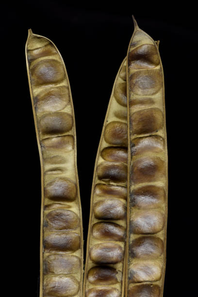 istock Seed pods from Asian tropical trees copper pod seeds 2155965648