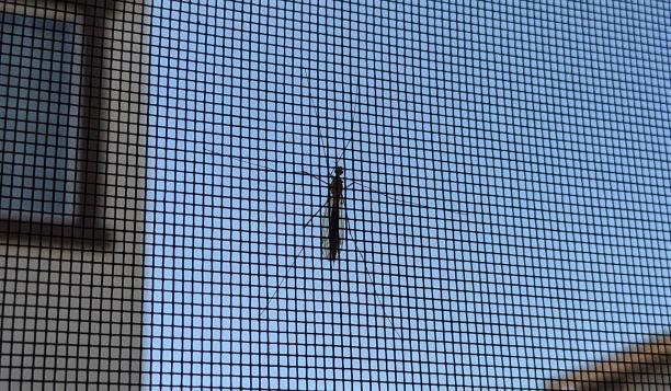istock An Insect on the Screen Door 2155966065