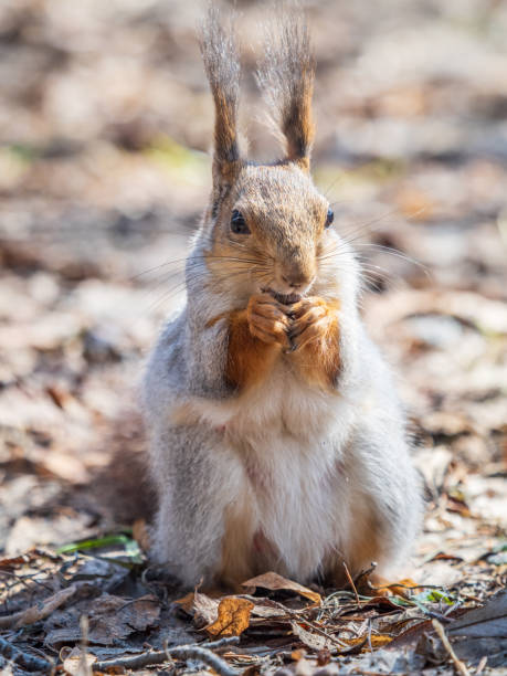 istock Squirrel in autumn or spring with nut on the green grass with fallen yellow leaves 2155966867