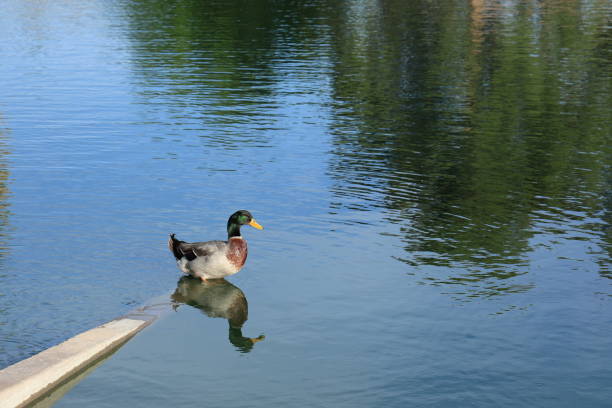 One Duck swims on a lake near Alcudia, busy with their daily struggle for food, Mallorca, Balearic Islands, Spain
