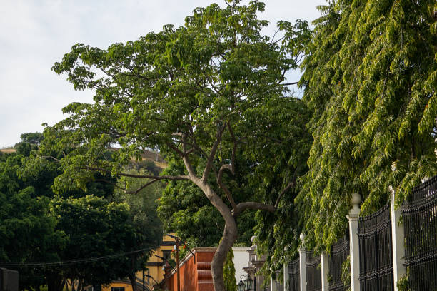 istock streets of Tequila, Jalisco 2155967111