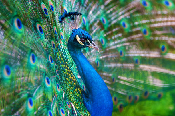 istock Majestic peacock displaying feathers close up 2155967712
