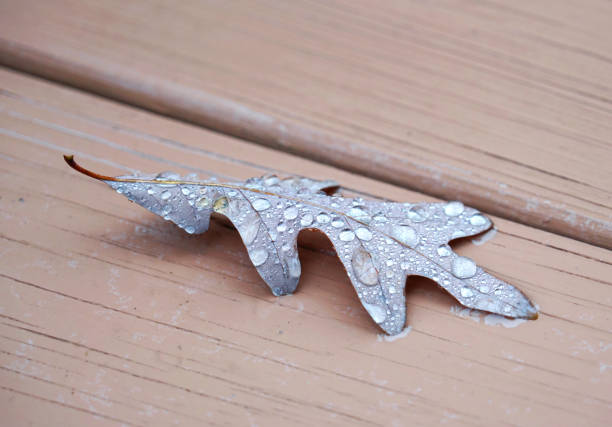 close up on wet oak leaf in autumn