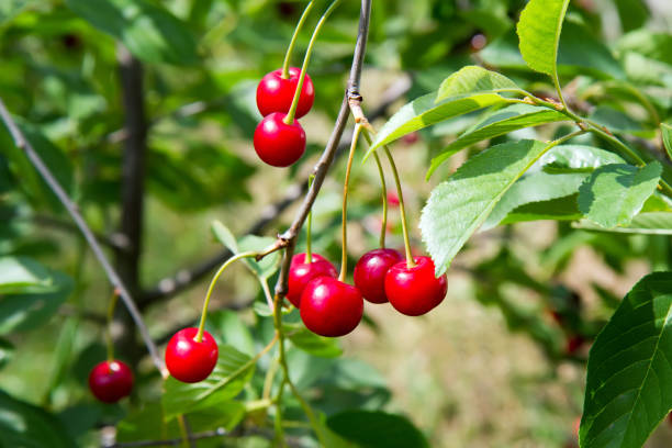 istock Natural organic cherries in the orchard. 2155970434