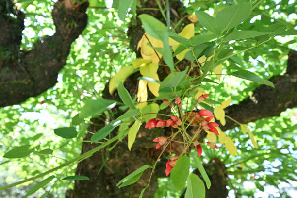 istock Red buds of deigo 2155971522