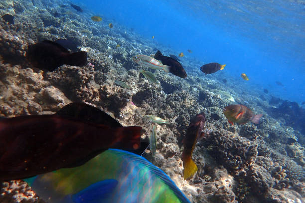 nice coral reef life in the Egypt, Safaga