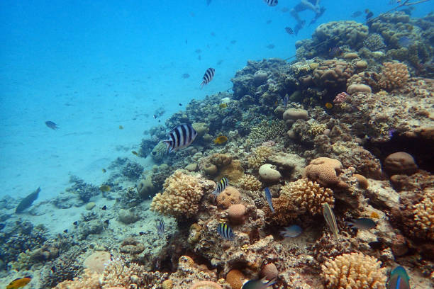 istock nice coral reef in the Egypt, Safaga 2155971614