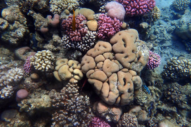 Sea blooming Coral reef  propagated Prickly alcyonarian - Dendronephthya sp.  Hot Orange soft coral Scuba diving  Underwater Sea life  corals propagated