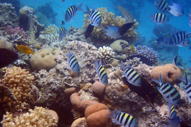 istock nice coral reef in the Egypt, Safaga 2155971621