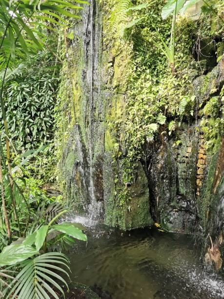 istock tropical green jungle 2155971625