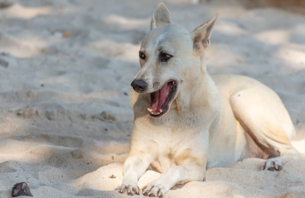 Dog on the sandy seashore.