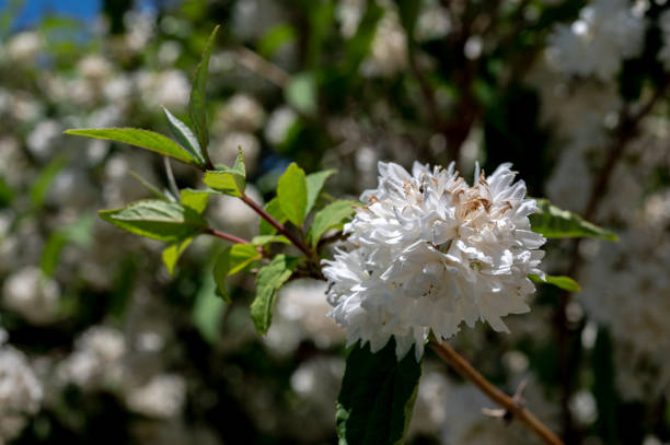 istock Blooming white deutzia in a garden 2155973086