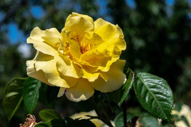 istock Blooming yellow rose on a green leaves background 2155973129