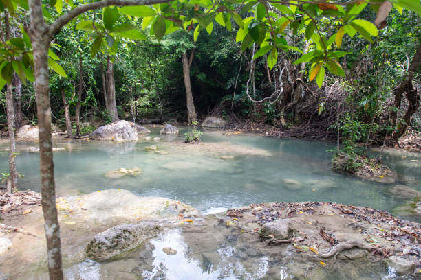 Tree with large roots near a river in the forest.