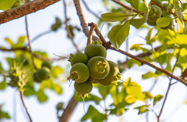 Fruit of the Manchinell tree